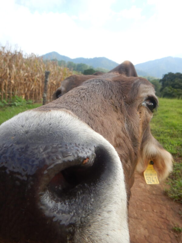 Mexican curious cow